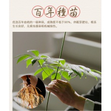 云南白藥三七超細粉300g文山產37粉田七頭打粉